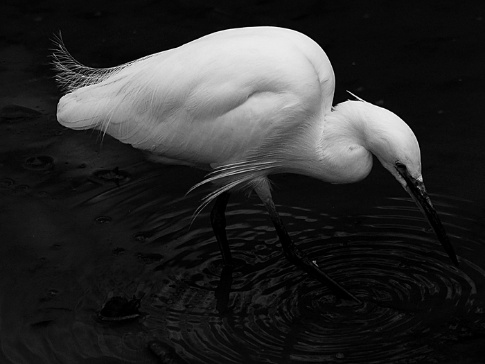 コサギ/Little Egret  _a0223993_22121313.jpg