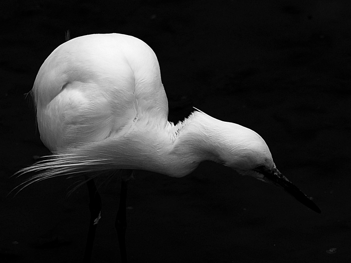 コサギ/Little Egret  _a0223993_2253245.jpg