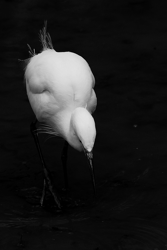 コサギ/Little Egret  _a0223993_225456.jpg