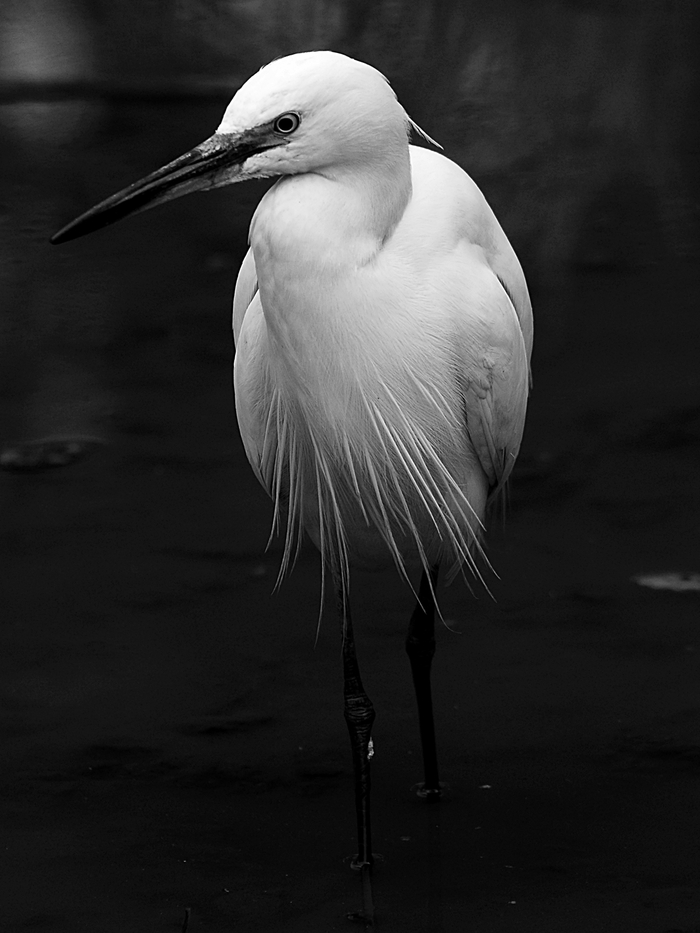 コサギ/Little Egret  _a0223993_225993.jpg