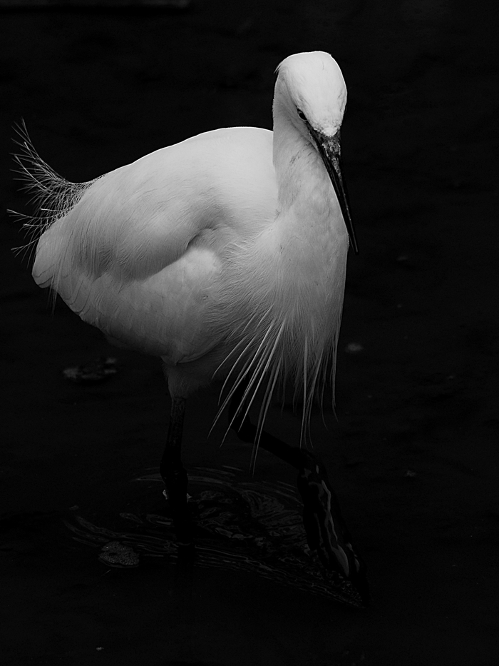 コサギ/Little Egret  _a0223993_2282175.jpg