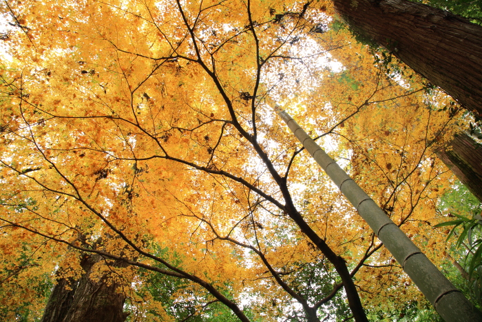 泰勝寺の紅葉-2_e0135098_19195491.jpg