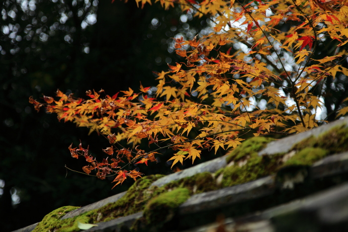 泰勝寺の紅葉-2_e0135098_19201649.jpg