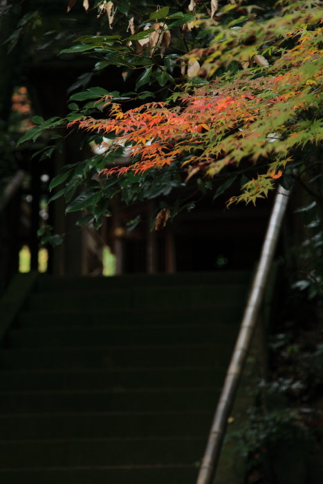 泰勝寺の紅葉-2_e0135098_19202765.jpg