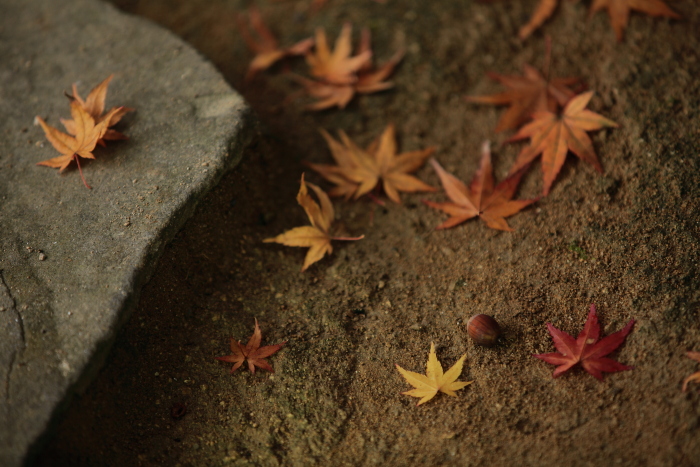泰勝寺の紅葉-2_e0135098_19203895.jpg