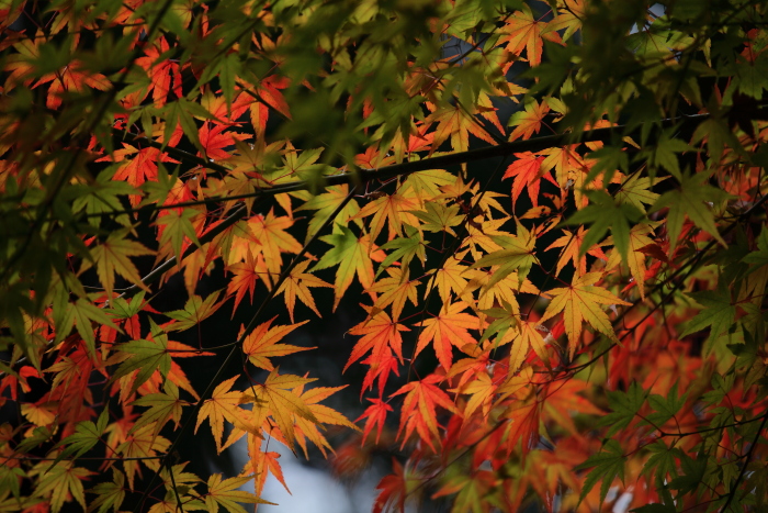 泰勝寺の紅葉-2_e0135098_19204877.jpg