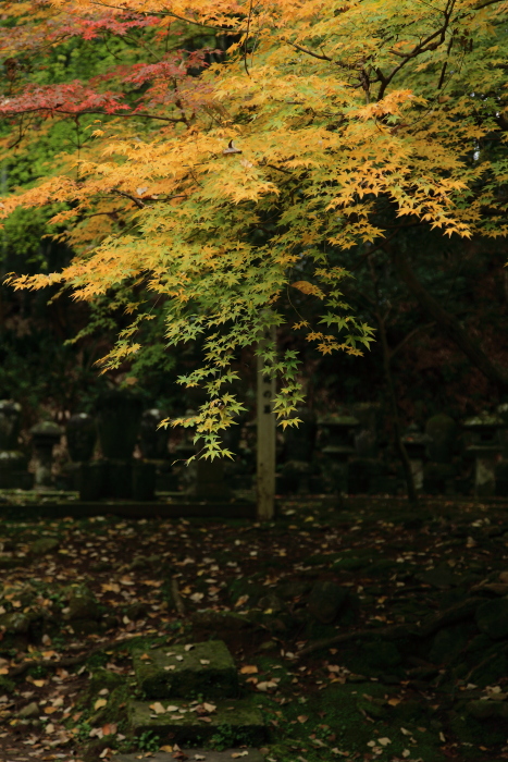 泰勝寺の紅葉-2_e0135098_1920527.jpg