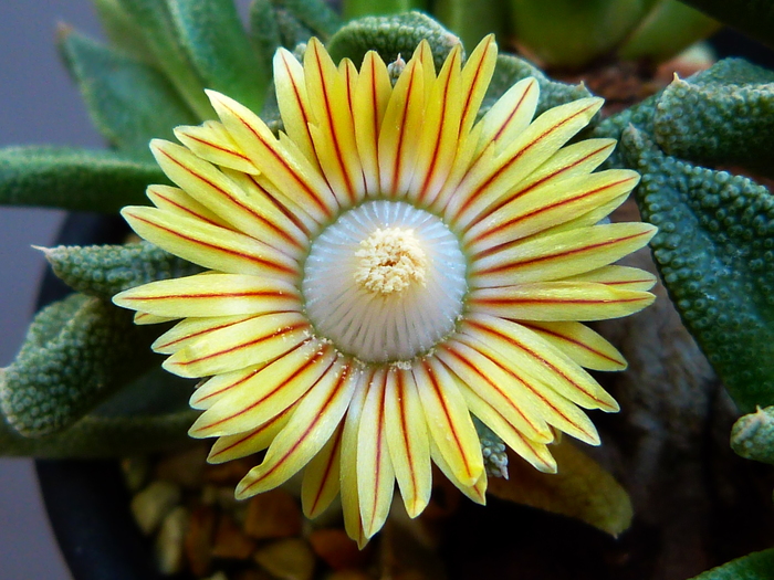 Nananthus wilmaniae : 花咲か父さん 洋らん栽培