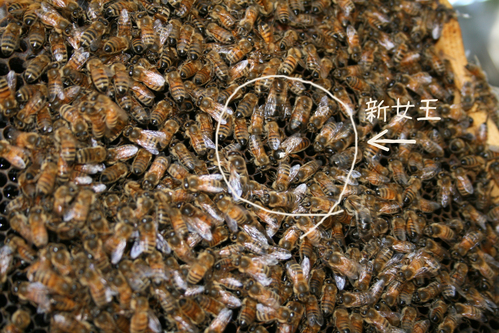 a0139007_1261886.jpg