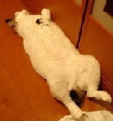頚腕障害・・・初期の安静_e0097212_2255393.jpg