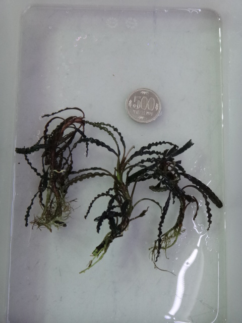 121213 熱帯魚・水草_f0189122_13132172.jpg