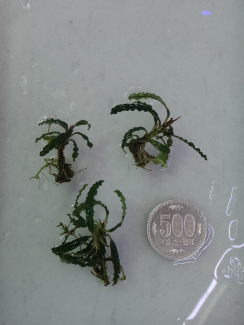 121213 熱帯魚・水草_f0189122_13142172.jpg