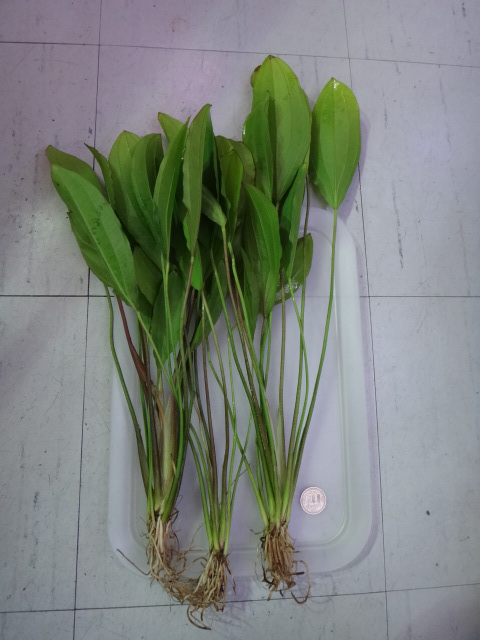 121213 熱帯魚・水草_f0189122_13153537.jpg