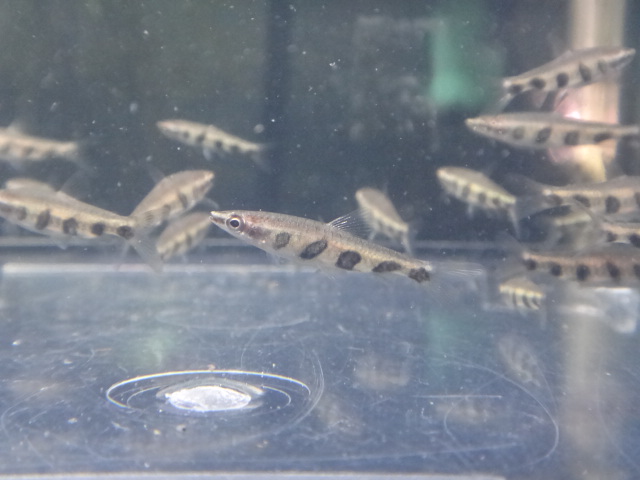 121213 熱帯魚・水草_f0189122_1325175.jpg