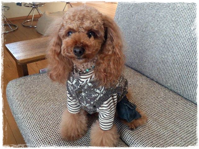 着画です⭐ハンドメイド　犬の服 ペット服 甚平 3Dガーゼ 鯉総柄 犬用ドレス コスチューム 犬用