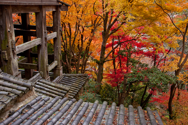 長谷寺の紅葉_a0166729_2227744.jpg