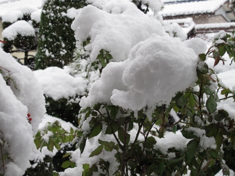 雪!_c0077531_23281357.jpg