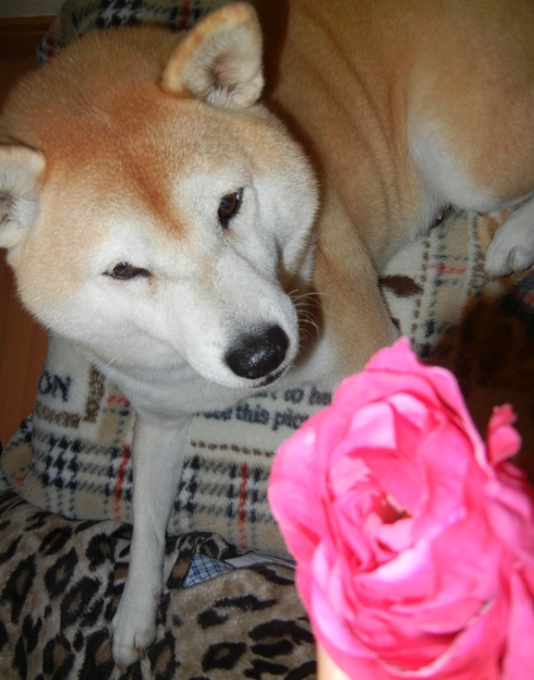 ’12,12,13(木)愛ちゃんの9歳の誕生日です!_f0060461_20451178.jpg