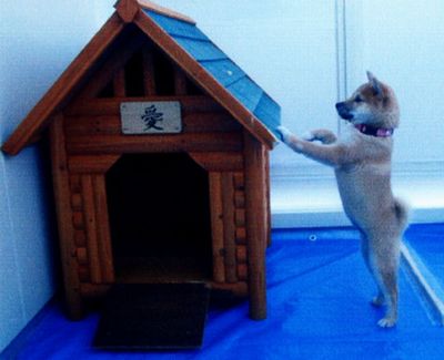 ’12,12,13(木)愛ちゃんの9歳の誕生日です!_f0060461_21274482.jpg