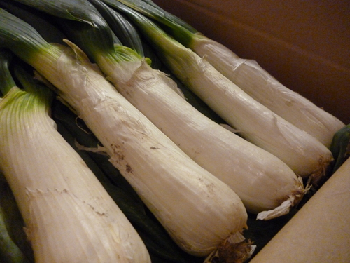 今日も野菜です!_e0252966_125185.jpg
