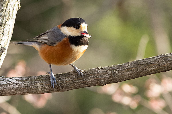 ヤマガラとかわいい仲間たち あ した天気になぁ れ