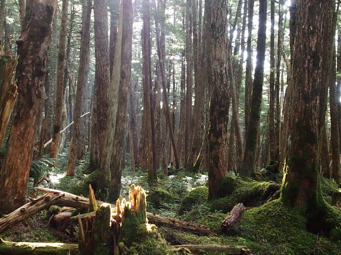 秋の北八ヶ岳紀行 （9）　　麦草峠まで_e0195587_2146303.jpg