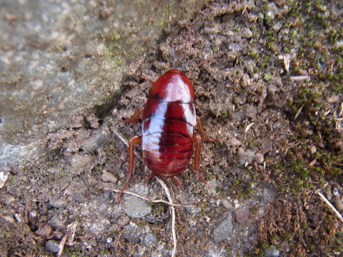 クロゴキブリの幼虫 だよね 写ればおっけー コンデジで虫写真