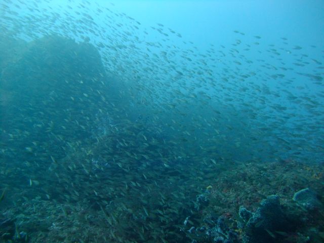 久しぶりの雲見でのんびりダイブ【2012年12月13日】_f0053895_21101797.jpg