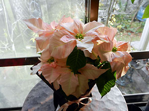 e0118904_2034954.jpg