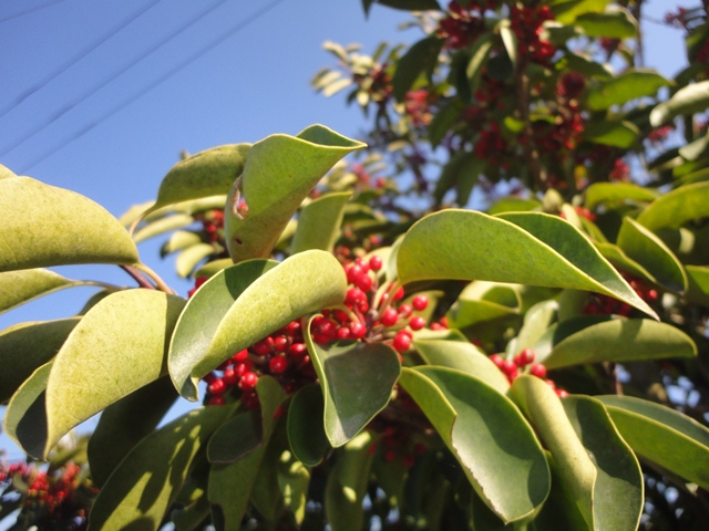 街路樹のクロガネモチの赤い実がたくさんです 徳ちゃん便り