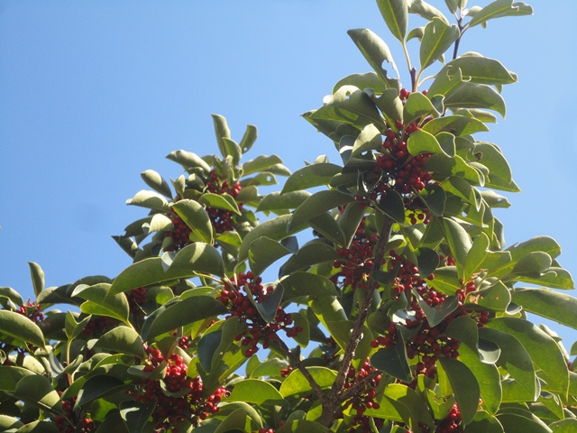 街路樹のクロガネモチの赤い実がたくさんです 徳ちゃん便り