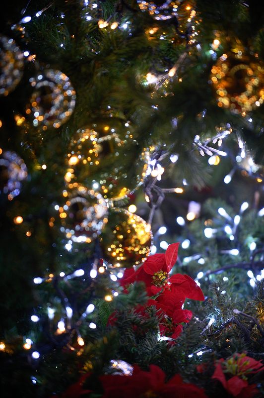 新風館 クリスマスイルミネーション_f0032011_19483876.jpg