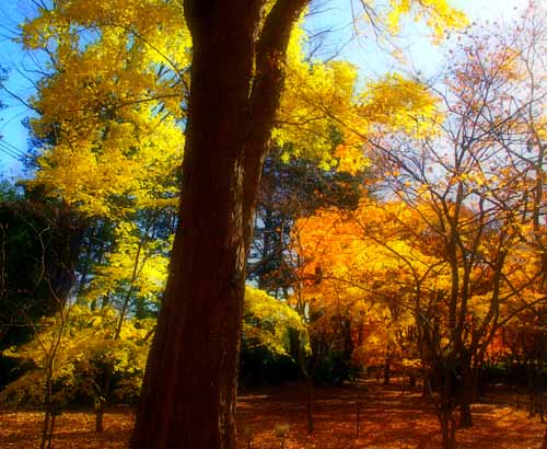 初冬の神代植物公園　（12月）_a0023315_22511059.jpg