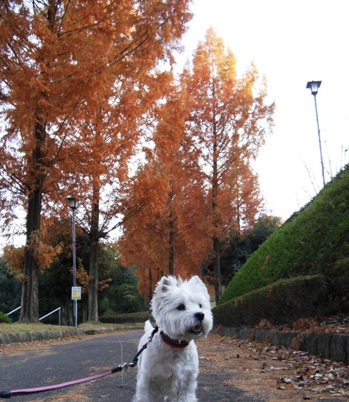 いつもの公園にて♪ ほふく前進編_d0098316_18475029.jpg