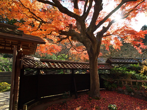 紅葉の北鎌倉（東慶寺）_b0093625_16341120.jpg