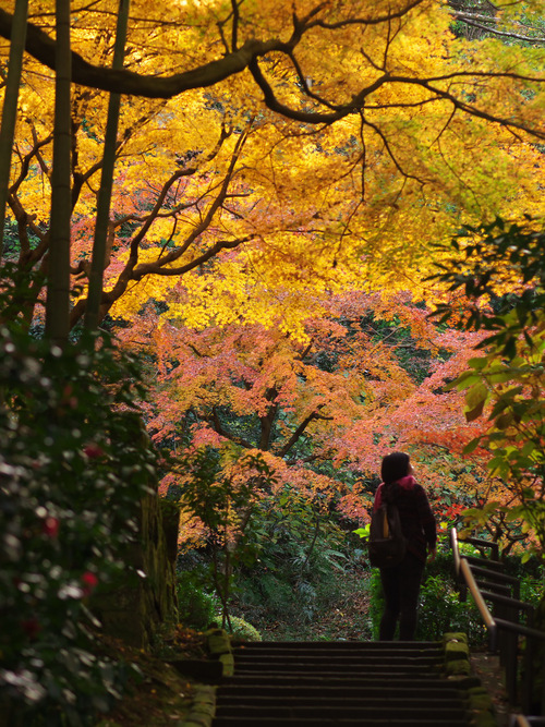 紅葉の北鎌倉（東慶寺）_b0093625_16435146.jpg