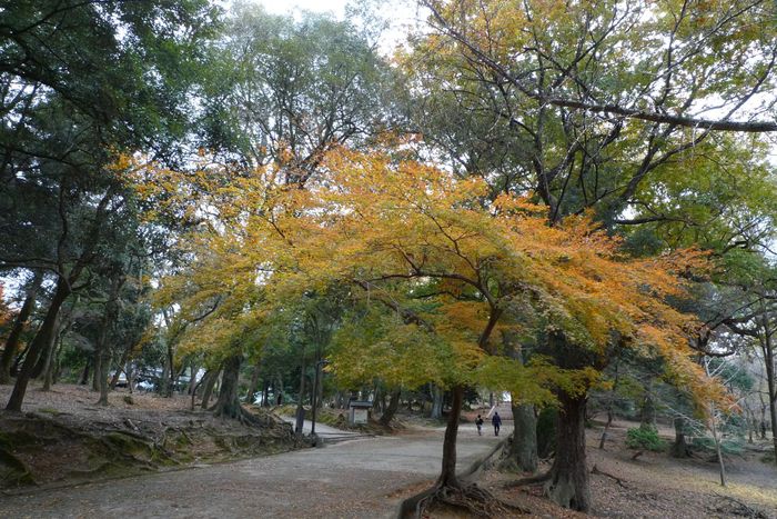 東大寺　戒壇院から二月堂まで_a0085537_20255178.jpg