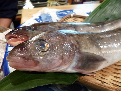 久しぶりの三陸 生ホッケ 氷見のブリ パルシステムのある生活 久しぶりの三陸 生ホッケ 氷見のブリ パルシステムのある生活