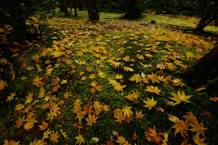 京都 龍安寺 ~紅葉~_f0222161_1340779.jpg