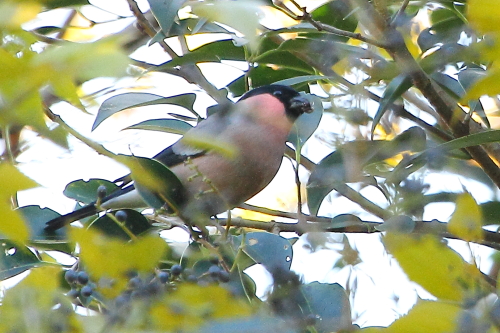 ★先週末の鳥類園(2012.12.8~9)_e0046474_2034648.jpg