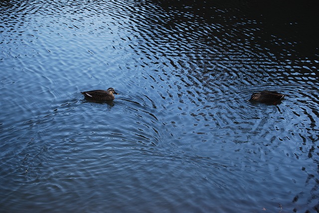 狭山公園で「とろもっち」ティータイム_c0124100_14222861.jpg