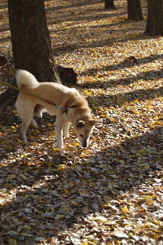 狭山公園で「とろもっち」ティータイム_c0124100_1422525.jpg