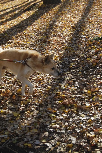 狭山公園で「とろもっち」ティータイム_c0124100_1423662.jpg