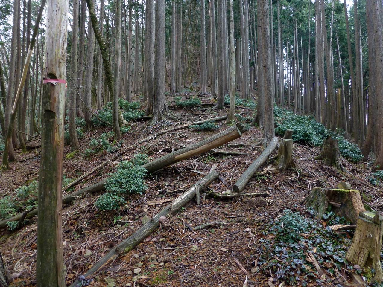 銚子岳・静ヶ岳－茨川林道からの尾根周回_e0110500_2195636.jpg