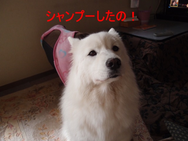 e0018604_8575451.jpg