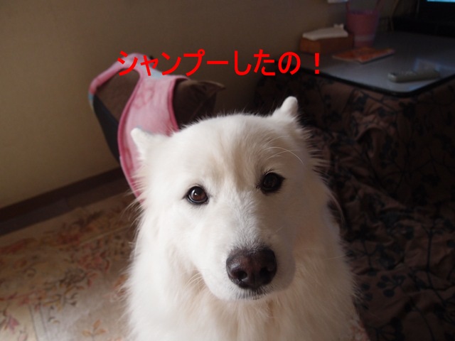 e0018604_858250.jpg