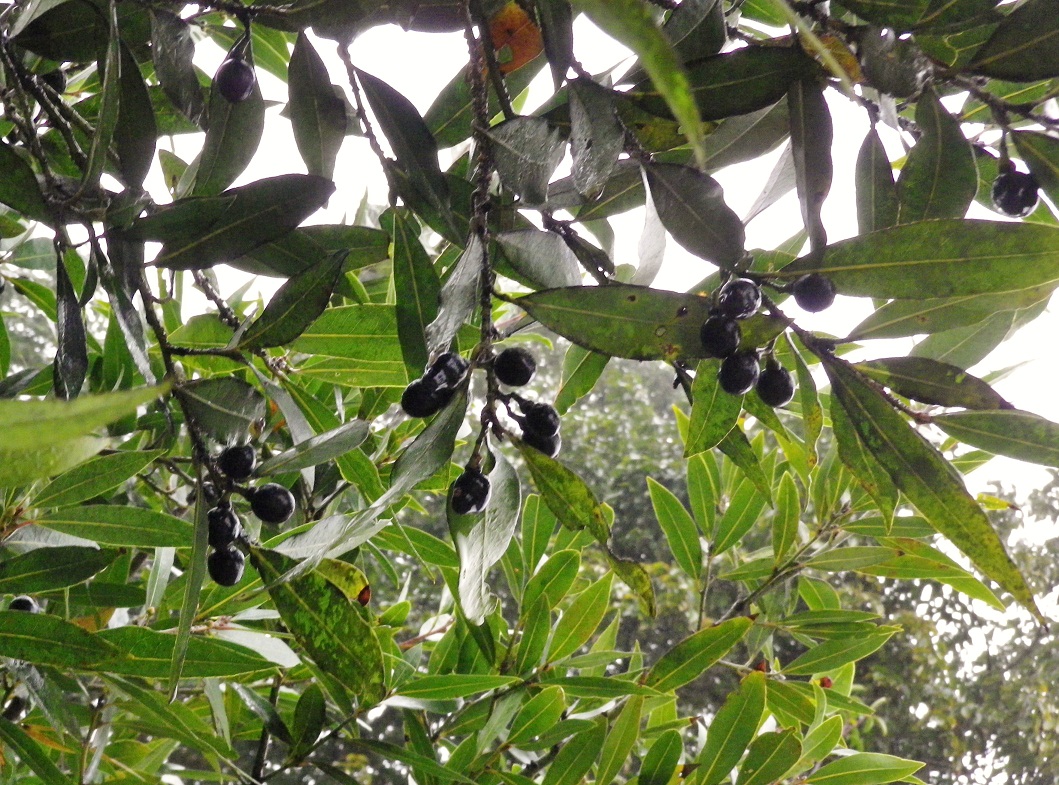 ゲッケイジュ 月桂樹 の実 椿壽菴だより
