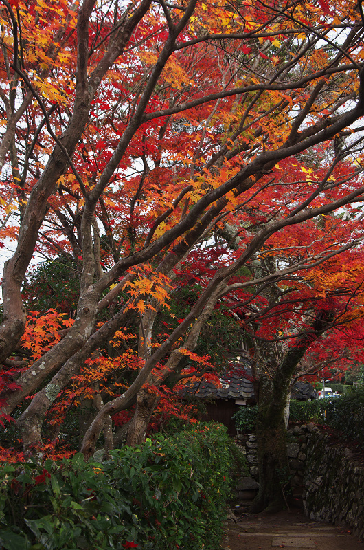錦秋絶景（曼珠院）_f0155048_146097.jpg