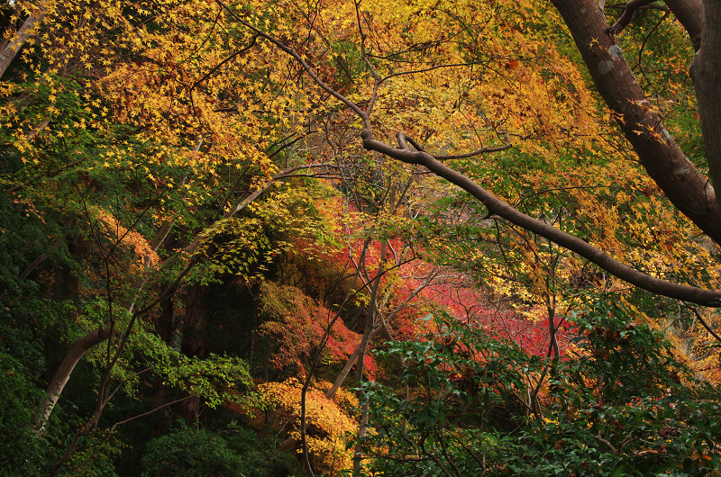 晩秋の瑠璃光院_f0155048_15163984.jpg