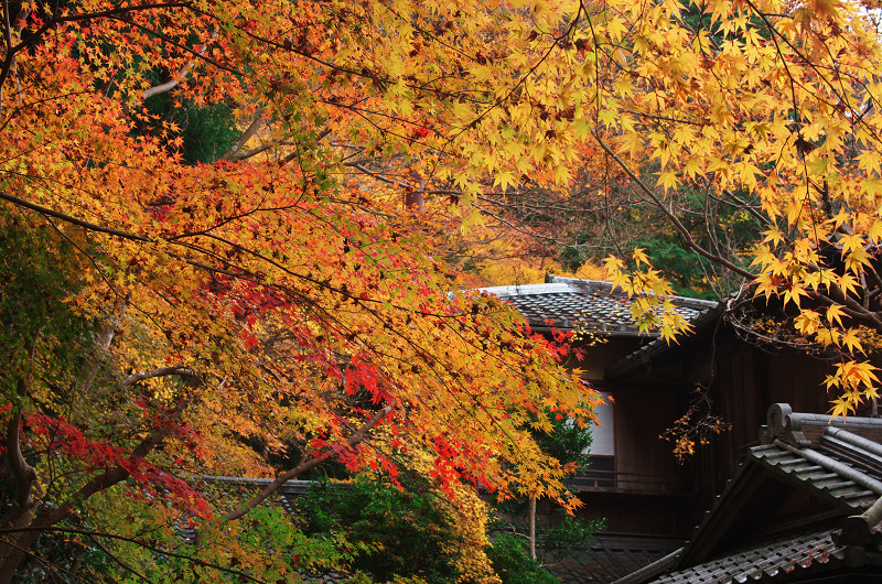 晩秋の瑠璃光院_f0155048_15165474.jpg